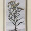 Quadri Pagine Libro Petri Andreae Matthioli Raffiguranti Piante 2 Quadri - AUC3218 - immagine 2