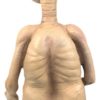 Statua Scultura E.T. Extraterrestre Telefono Casa in Resina 85cm - AUR820 - immagine 4